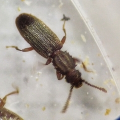 Oryzaephilus surinamensis