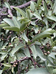 Ficus salicifolia