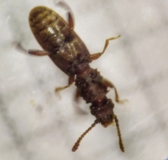 Oryzaephilus surinamensis