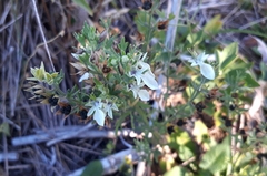 Teucrium cubense