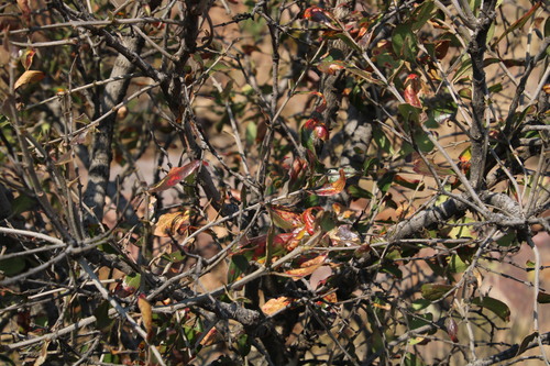 Image of Olinia emarginata by (c) Tony Rebelo, some rights reserved (CC BY-SA)