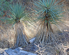 Yucca schottii
