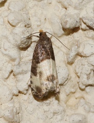 Notocelia cynosbatella