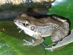 Sylvirana mortenseni