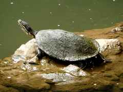 Phrynops geoffroanus