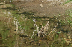 Serpophaga nigricans