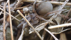 Filistata insidiatrix