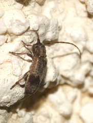 Exocentrus punctipennis