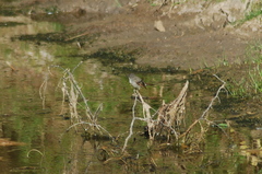 Serpophaga nigricans