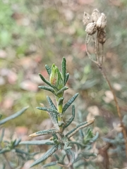 Cistus umbellatus