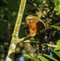 Plecturocebus discolor