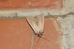 Mythimna riparia