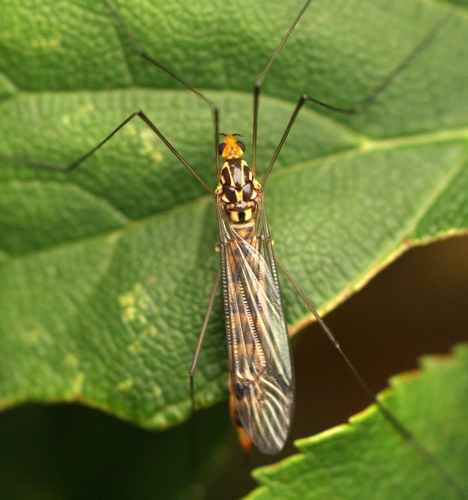 Nephrotoma flavipalpis photo 3