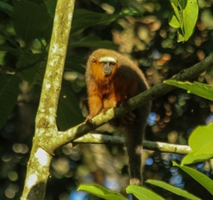 Plecturocebus discolor