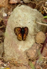 Texola elada ulrica