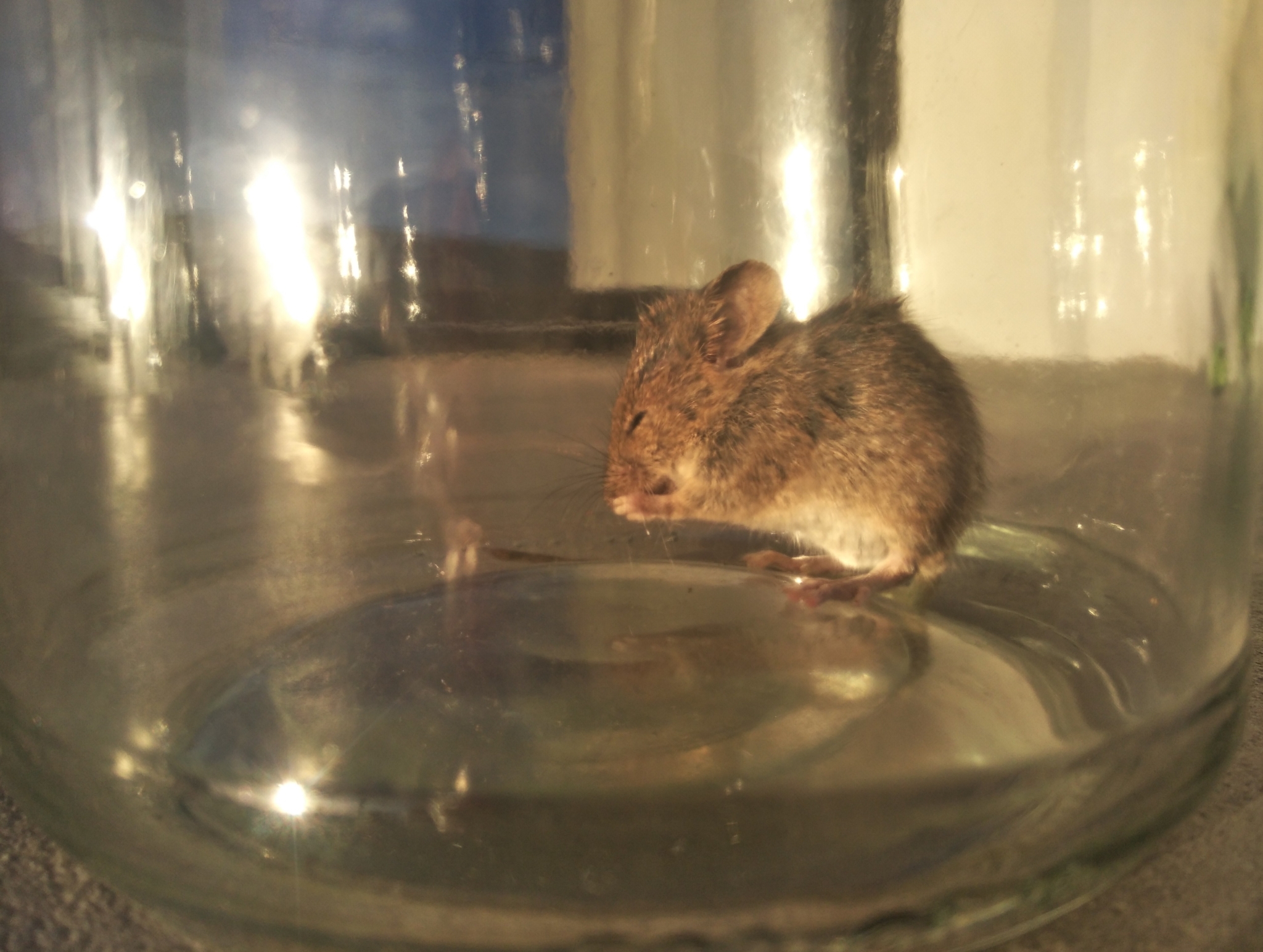 Mus musculus Linnaeus, 1758