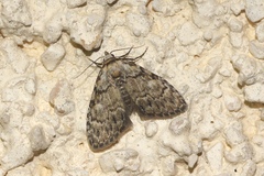 Meganola strigula