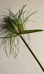 Cyperus papyrus