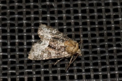 Oligia strigilis
