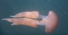 Catostylus tagi