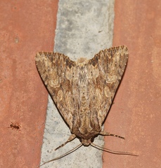 Apamea syriaca