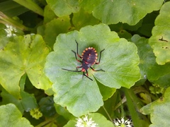 Spartocera
