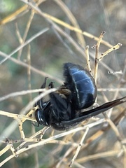 Xylocopa strandi
