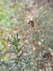 Cistus umbellatus