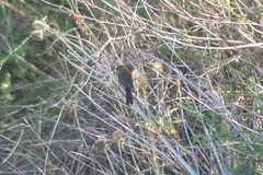 Cyanoloxia brissonii