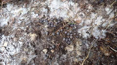 Armadillo officinalis