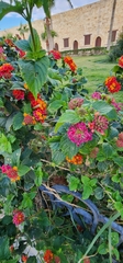 Lantana camara