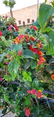 Lantana camara