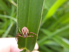 Misumenops