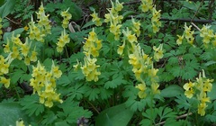 Corydalis bracteata