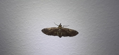 Eupithecia miserulata