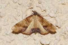 Plagodis dolabraria