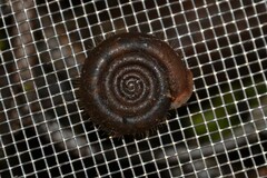 Helicodonta obvoluta