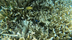 Neoglyphidodon oxyodon