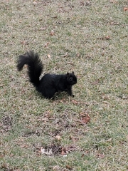 Sciurus carolinensis