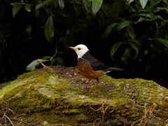 Turdus niveiceps