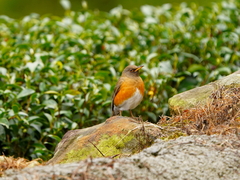 Turdus chrysolaus
