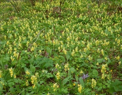 Corydalis bracteata