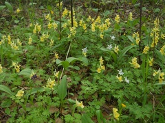 Corydalis bracteata