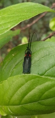 Pleuromenus baccifer