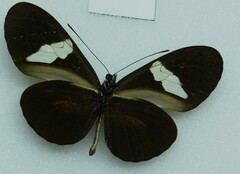Heliconius himera