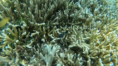 Neoglyphidodon oxyodon