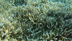 Neoglyphidodon oxyodon