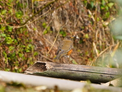Turdus chrysolaus