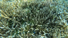 Neoglyphidodon oxyodon