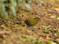 Liocichla steerii